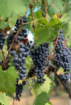 Italy, Toscana, grapes