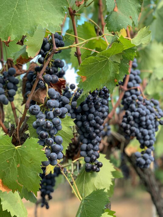 Italy, Toscana, grapes
