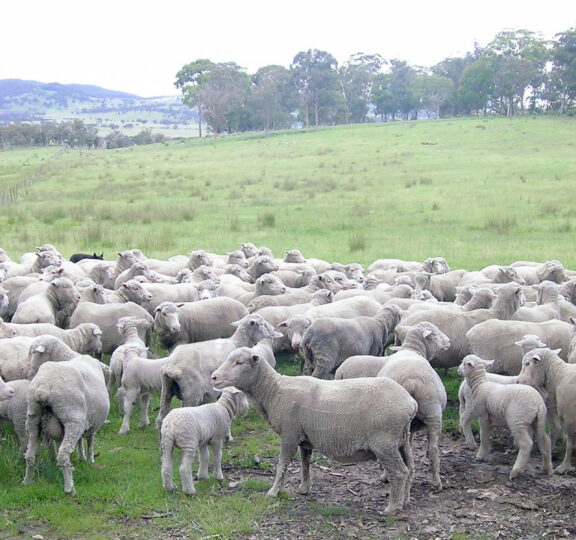 Merino sheep herd.
