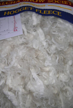 Pile of merino wool.